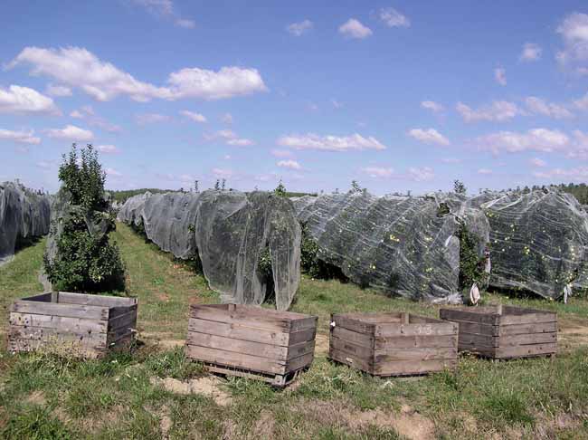 Netting covering apple trees
